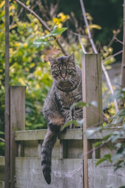 木篱笆上的银斑猫